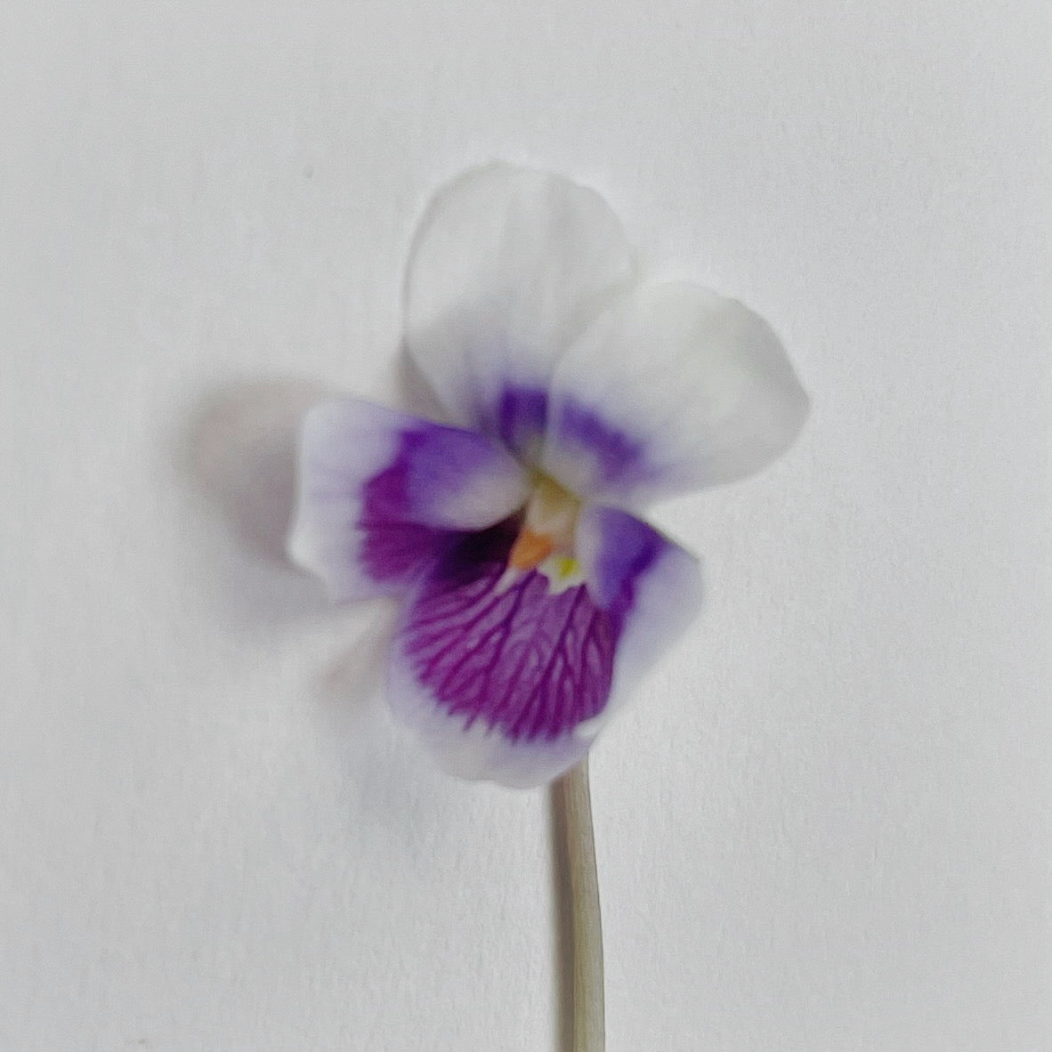 Lookbook 01 gallery image